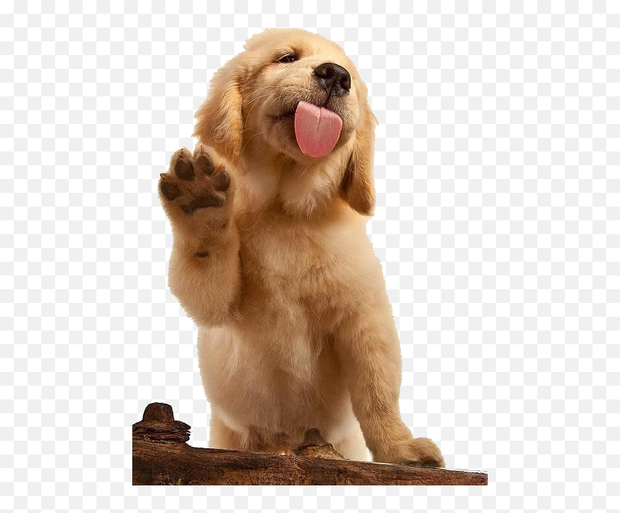Download Golden Labrador Shepherd German Dog Pet Puppy - Golden Retriever Waving Png,Puppy Png
