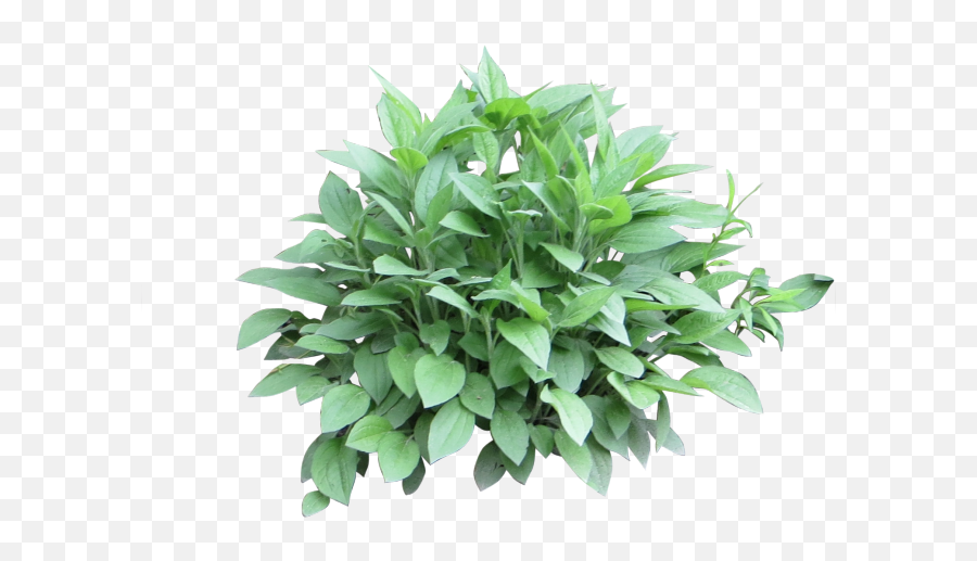 Download Potted Plants Clipart Shrub Plant - Shrub Photoshop Bushes Png,Bush Plant Png