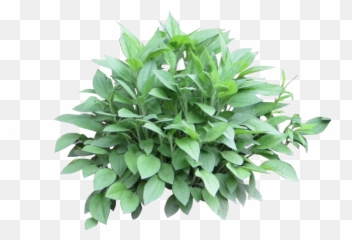 Download Potted Plants Clipart Shrub - Photoshop Bushes Png