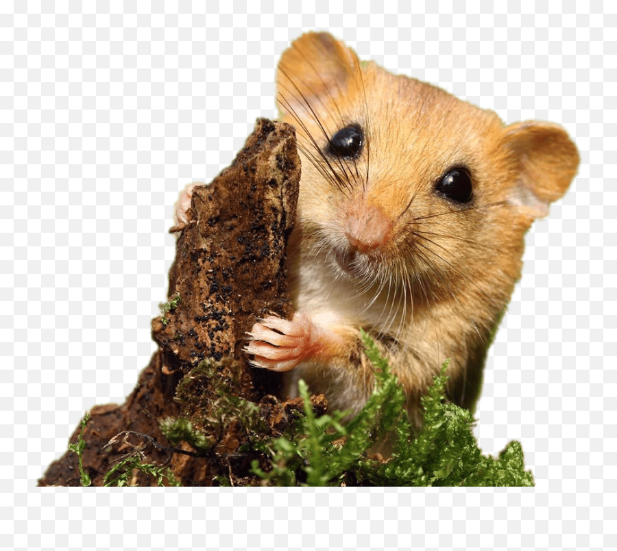 Dormouse Transparent Png - Dormouse Transparent Background,Hamster Png