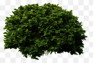 Shrubs Bush Png - Shrubs Png,Hedge Png
