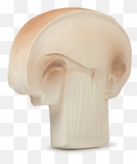 Manolo The Mushroom Teether U0026 Bath Toy - Oli And Carol Manolo Png,Mushroom Transparent