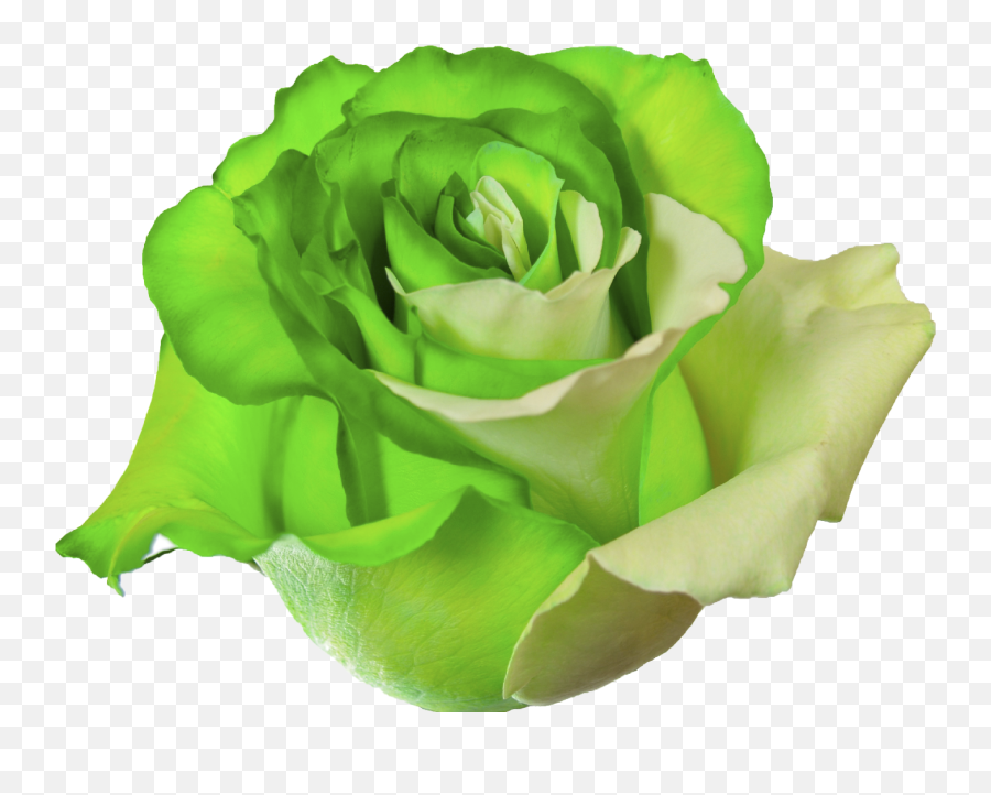 Green Roses Transparent U0026 Png Clipart Free Download - Ywd Flower Rose Green Png,Green Flower Png