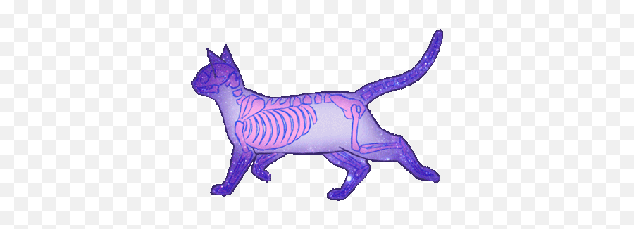 Cat - Walking Cat Gif Transparent Png,Cat Gif Transparent