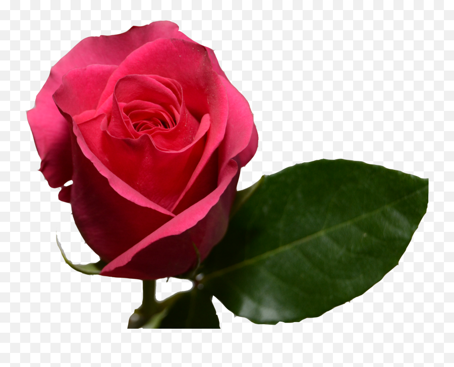 Hot Pink Roses - Hot Pink Rose Transparent Png,Pink Rose Transparent