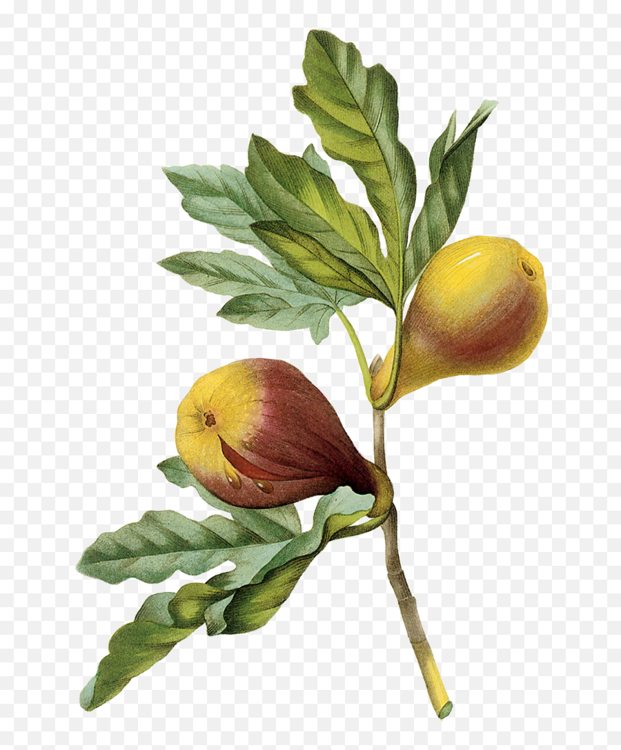 Fig Cinnamon Mr Bitters - Drawing Fig Tree Branch Png,Fig Png