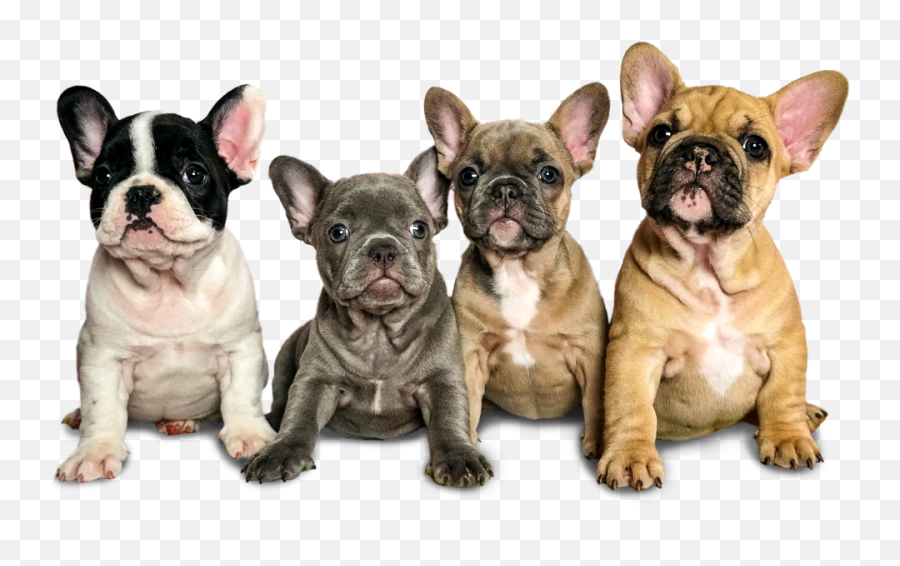 Fancy Frenchies - Frenchies Png,French Bulldog Png