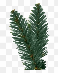Christmas Tree Branch Png 1 Image - Tree Leaves Transparent Png