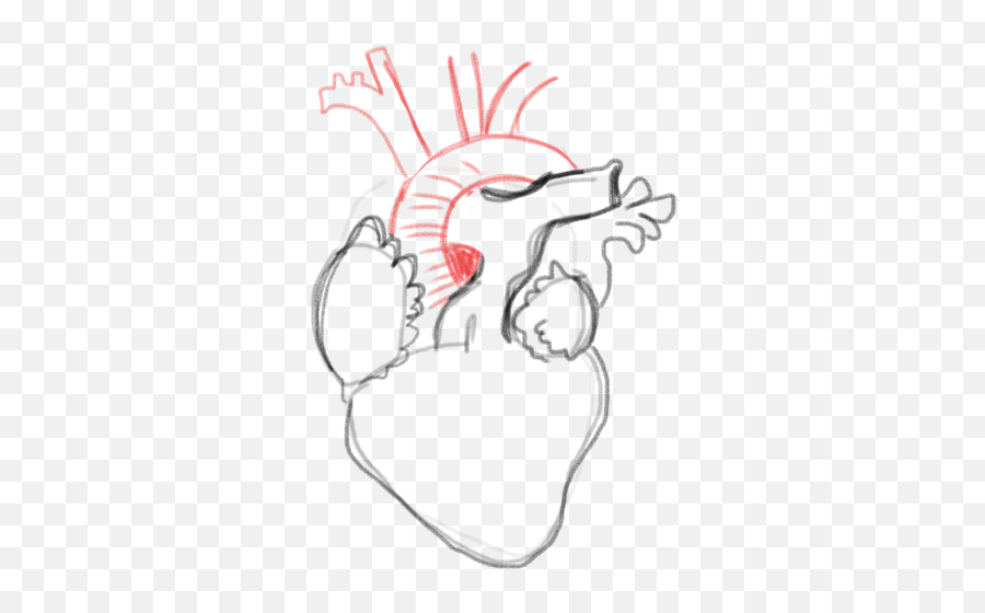 Drawing A Blank Anatomical Heart Number One With Bullet - Lovely Png,Drawn Heart Outline Png