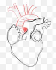 Drawing Blank Anatomical Heart Number One With Bullet - Lovely png