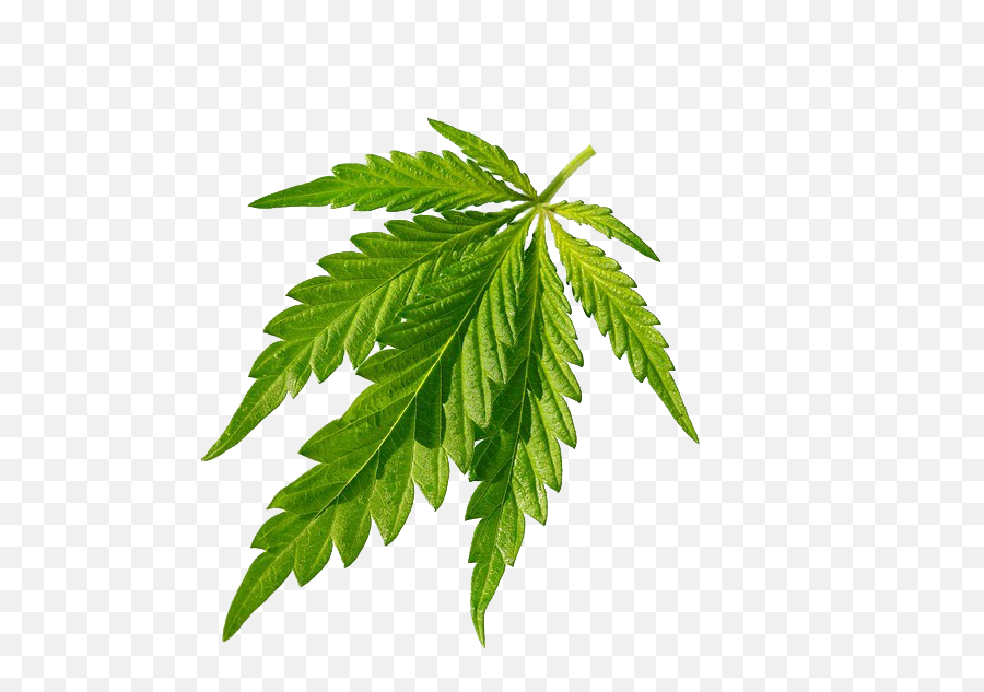 Cannabis Sativa Joint Leaf - Cannabis Leaf Png,Marijuana Leaf Transparent