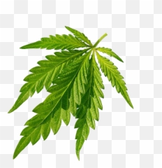Cannabis Sativa Joint Leaf - Png