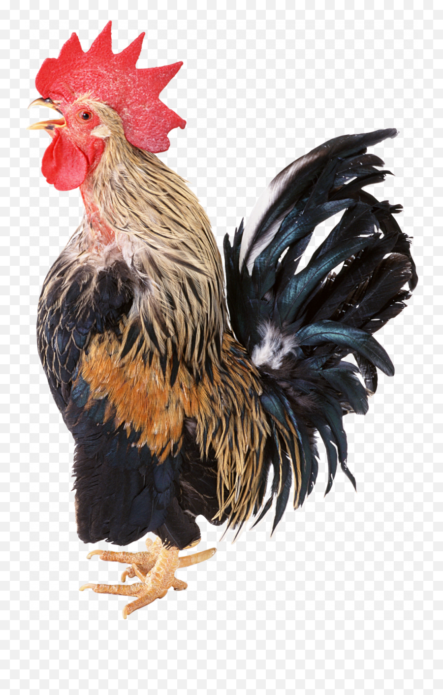 Cock Png Transparent - Rooster,Cockatiel Icon