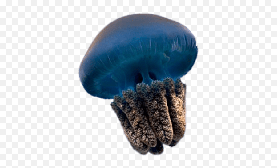 Blue Jellyfish Transparent Png - Blue Jellyfish Transparent Png,Transparent Jellyfish