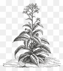 The Land Stewardship U2013 Christy Dawn - Nicotiana Tabacum Active Principle png