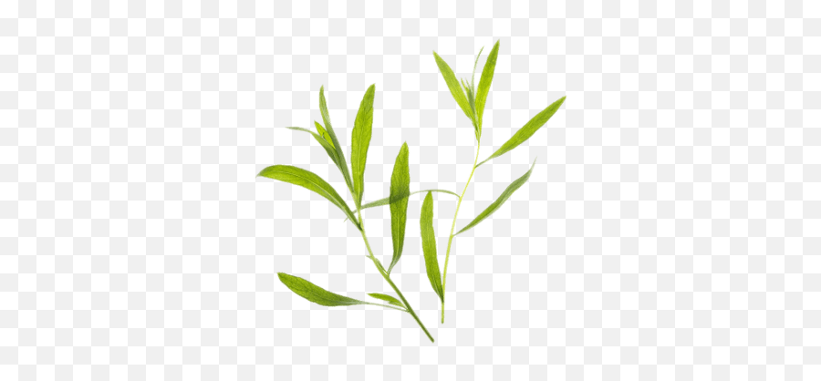 Thyme Transparent Png - Hierbas Png,Herbs Png