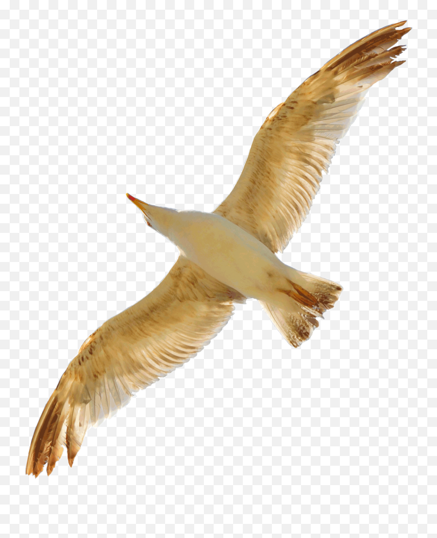 Download Free Png Seagull - Gold Seagull,Seagull Png