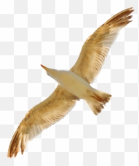 Download Free Png Seagull - Gold Seagull,Seagull Png