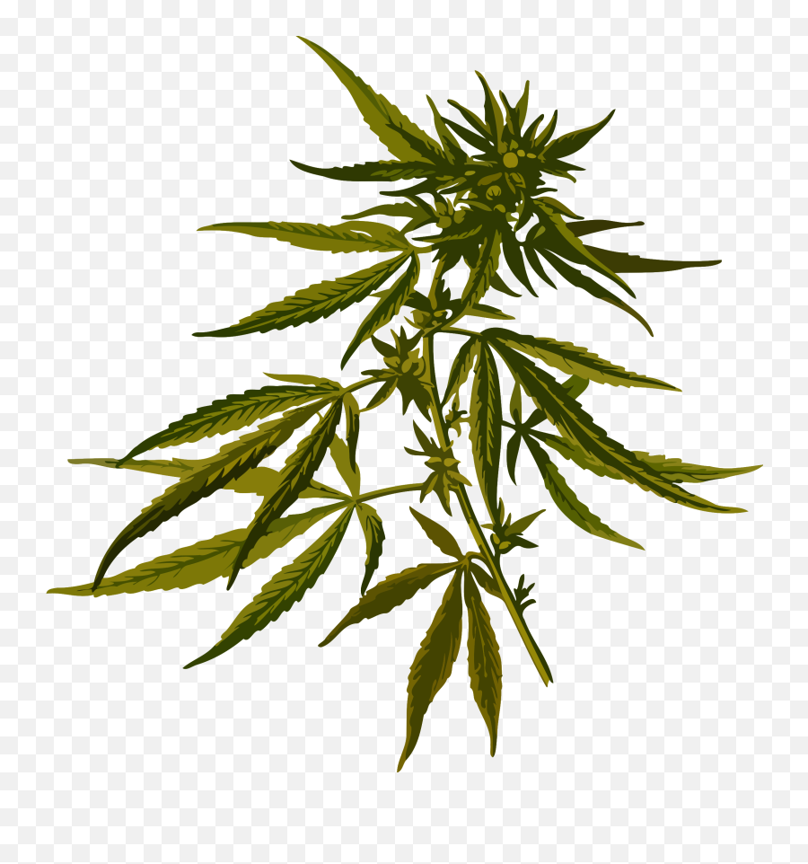 Hemp Drawing - Marijuana Plant Clip Art Png,Weed Transparent Background