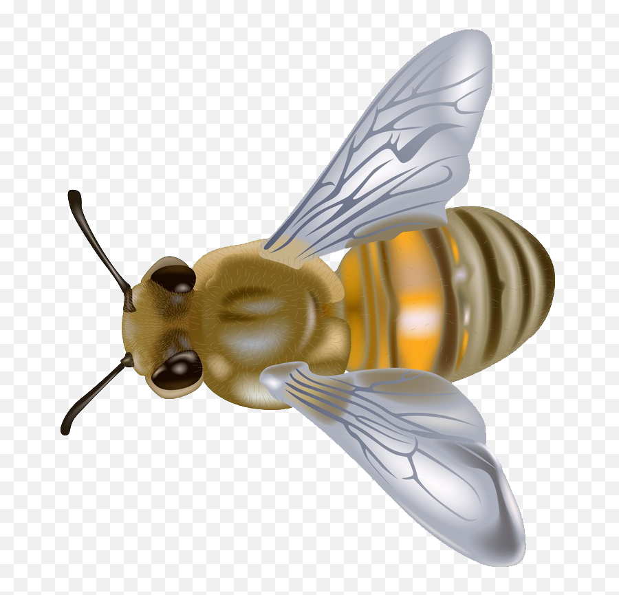 Free Honey Bee Graphics Download - Apis Mellifera Png,Hoverfly Icon