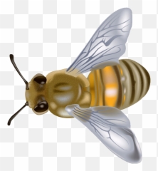 Free Honey Bee Graphics Download - Apis Mellifera Png