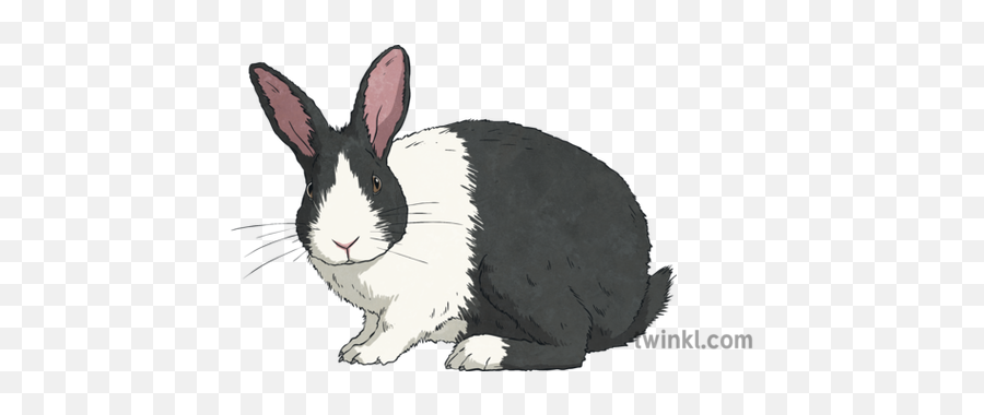 Black And White Rabbit Illustration - Twinkl Angora Rabbit Png,White Rabbit Png