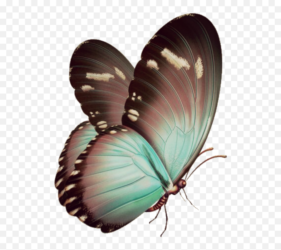 Download Hd Borboletas Sticker - Blue Butterfly Papillon Png,Blue Butterfly Transparent Background