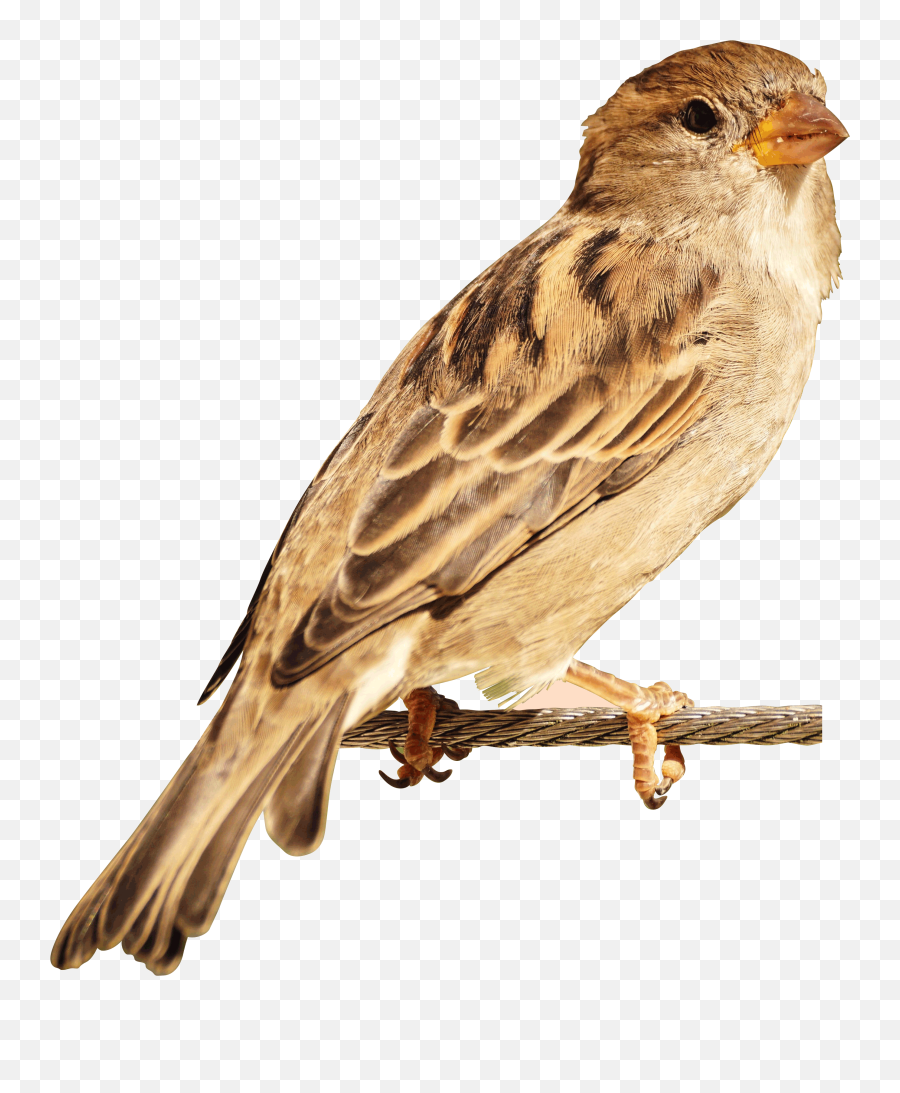 Download House Sparrow - Bird Image Hd Png,Sparrow Png