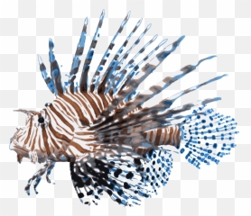 Lionfish Png Images Collection For Free Download Llumaccat Fish Transparent