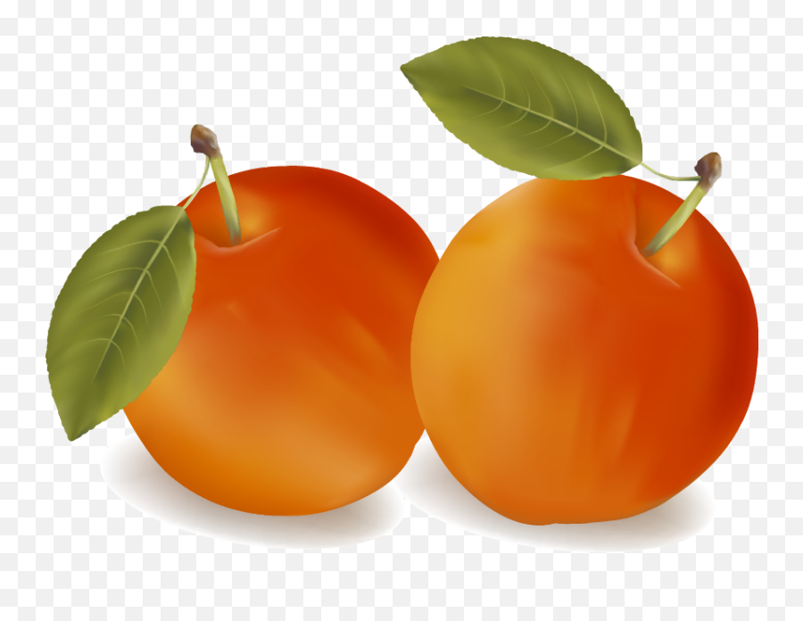Free Png Apricot - Konfest Nectarines,Fruit Tree Png