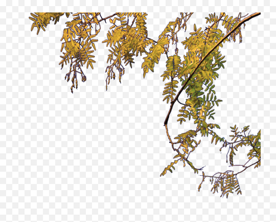 Filearc Triomphe Treepng - Wikimedia Commons Part Of Tree Png File,Trees Png