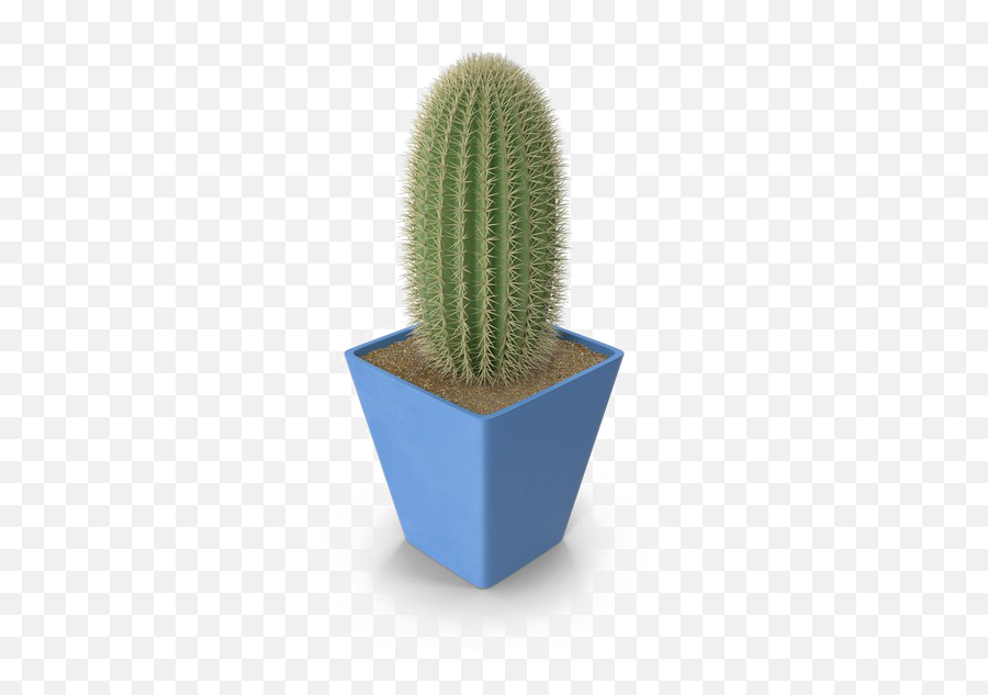 Saguaro Cactus Png Photo - Weberocereus,Saguaro Png