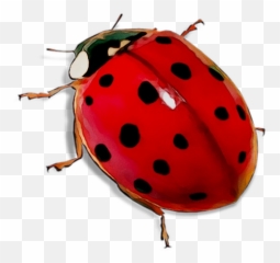 Ladybird Beetle - Transparent Background Ladybug Transparent Png,Ladybug Png