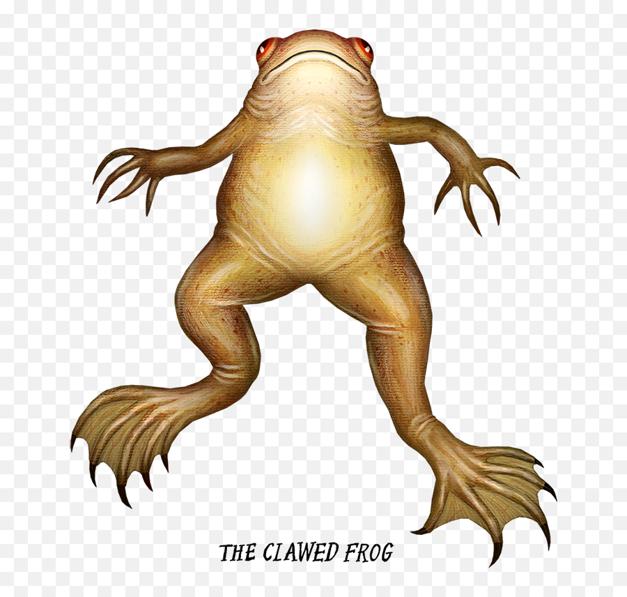 Frog Illustrations Scrolls And Hand - Written Names For A Frog Monster Hand Png,Crazy Frog Png