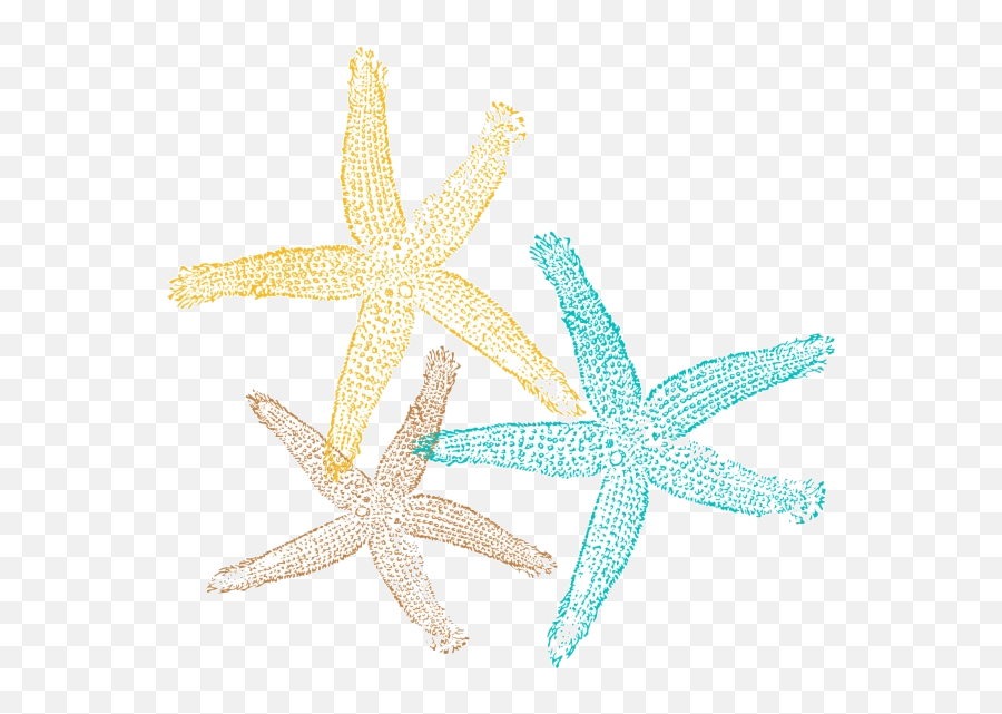 Download Starfish Sea Star Pic Clipart No Background Free - Starfish Png,Star Clipart Transparent Background