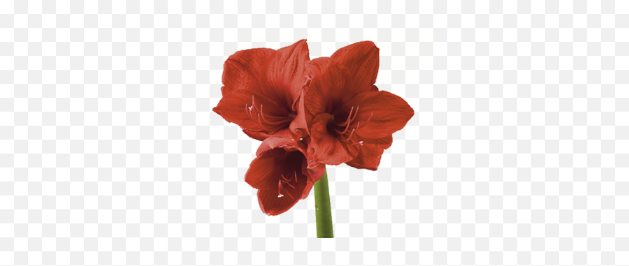Discover The Language U0026 Meanings Of Flowers Teleflora - Transparent Background Amaryllis Flower Png,Mexican Flowers Png