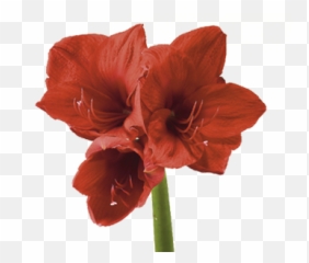 Discover The Language U0026 Meanings Of Flowers Teleflora - Transparent Background Amaryllis Flower Png,Mexican Flowers Png