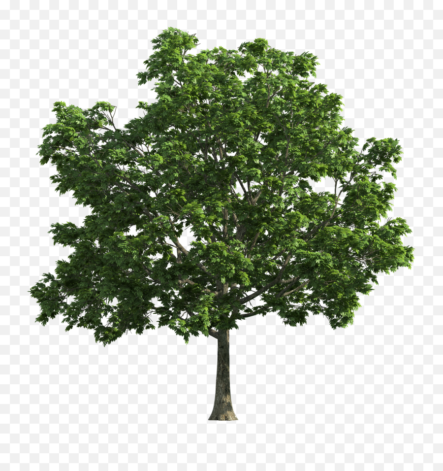 Tree - Tree High Definition Png,Grass Png