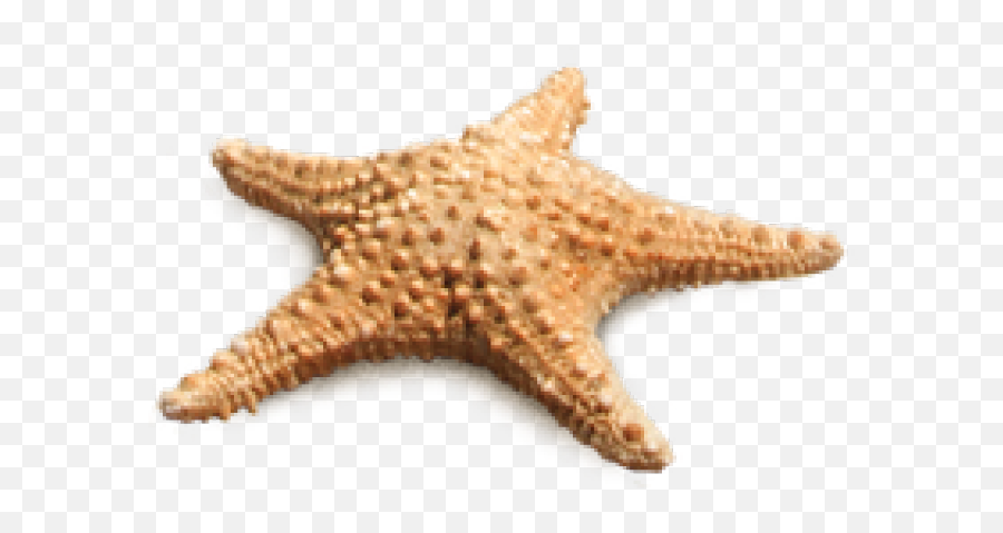 Starfish Png Transparent Images - Real Star Fish Png,Starfish Transparent Background