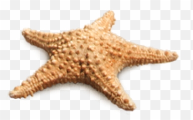 Starfish Png Transparent Images - Real Star Fish Png,Starfish Transparent Background