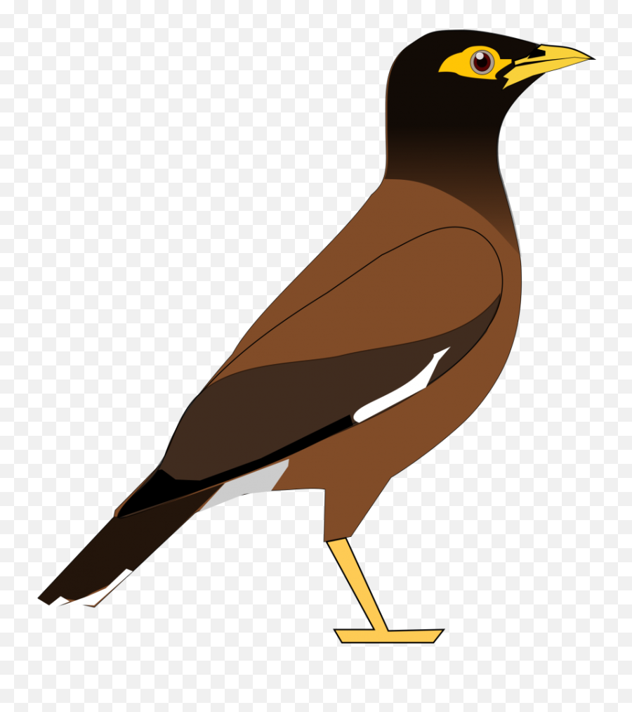 Bird Clipart Png - Myna Bird Clipart,Bird Clipart Png