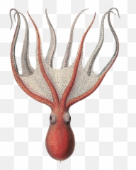 Squid Octopus Myth Of Seafaring Free - Common Octopus Png,Octopus Transparent