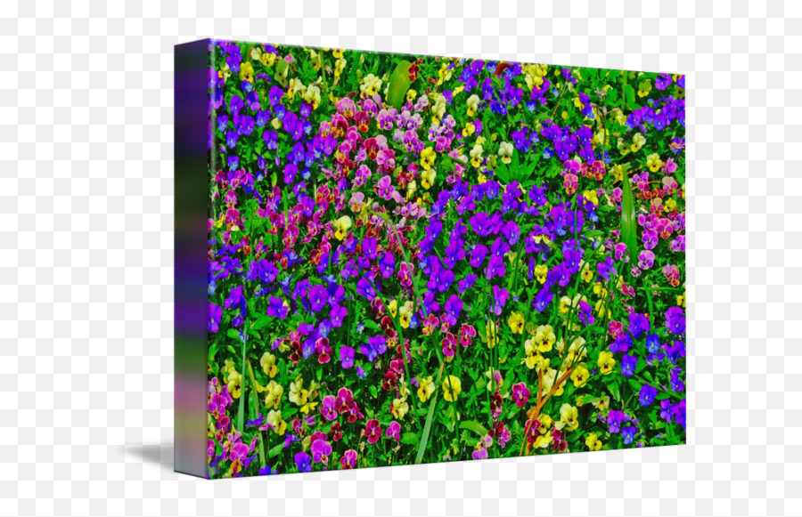Purple Pink Yellow Flowers Bright Colors By Brian Young - Yellow Green Purple Pink Png,Green And Yellow Flower Logo