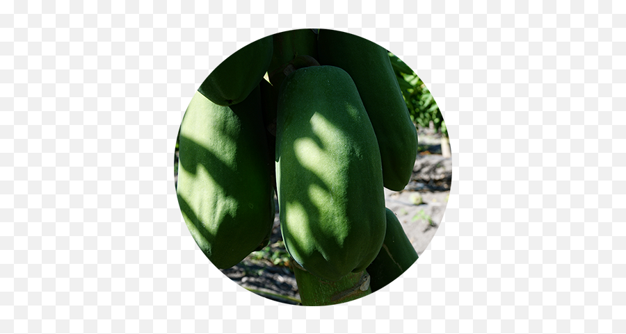 Home - Fresh Png,Papaya Icon