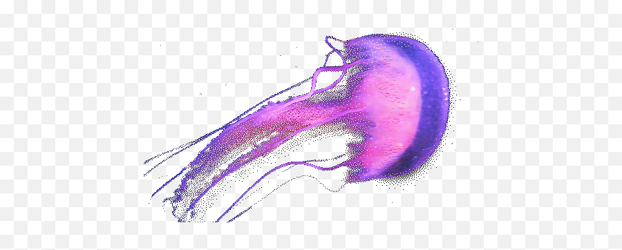 Transparent Jellyfish Gif Jelly - Transparent Jelly Fish Gif Png,Transparent Jellyfish