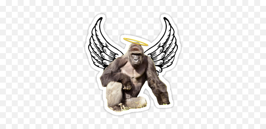 Harambe Meme - You Vs The Boy She Tells You Not To Worry About Png,Harambe Transparent
