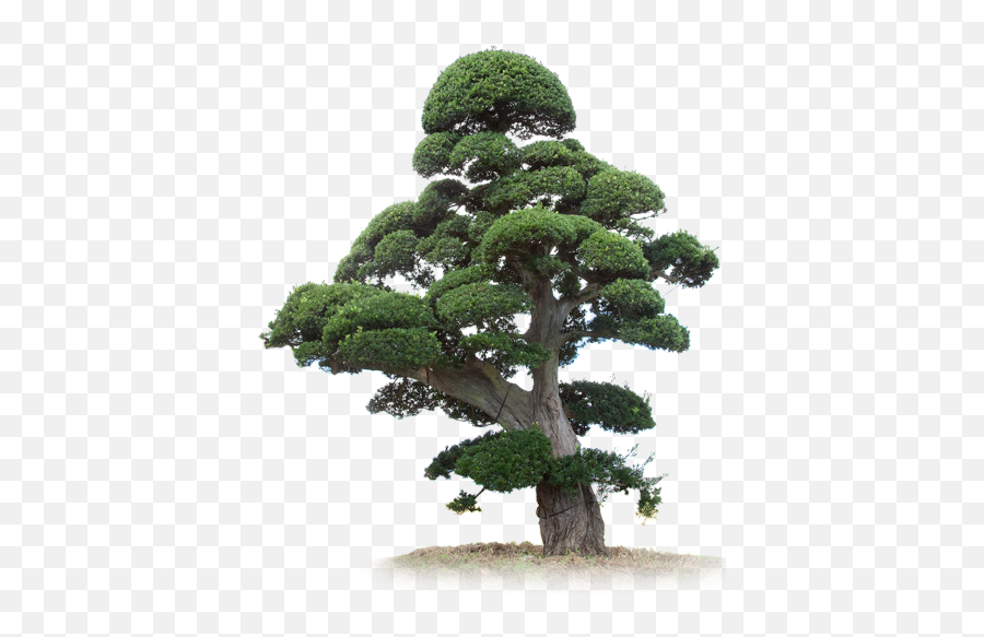 Japan - Treecom Png,Bonsai Tree Png
