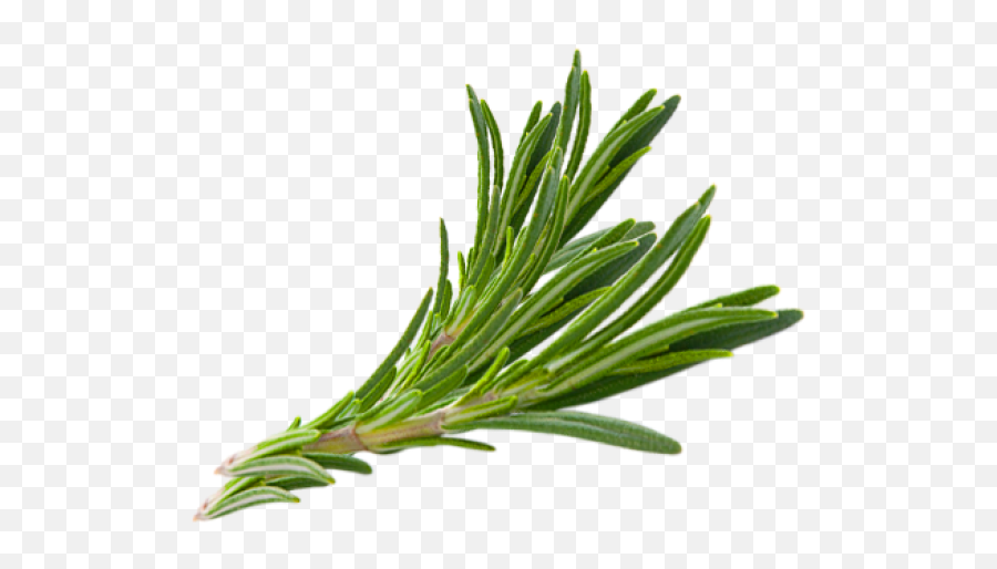 Hair Herb Thymes Rosemary Herbs - Rosemary Herbs Png,Herbs Png