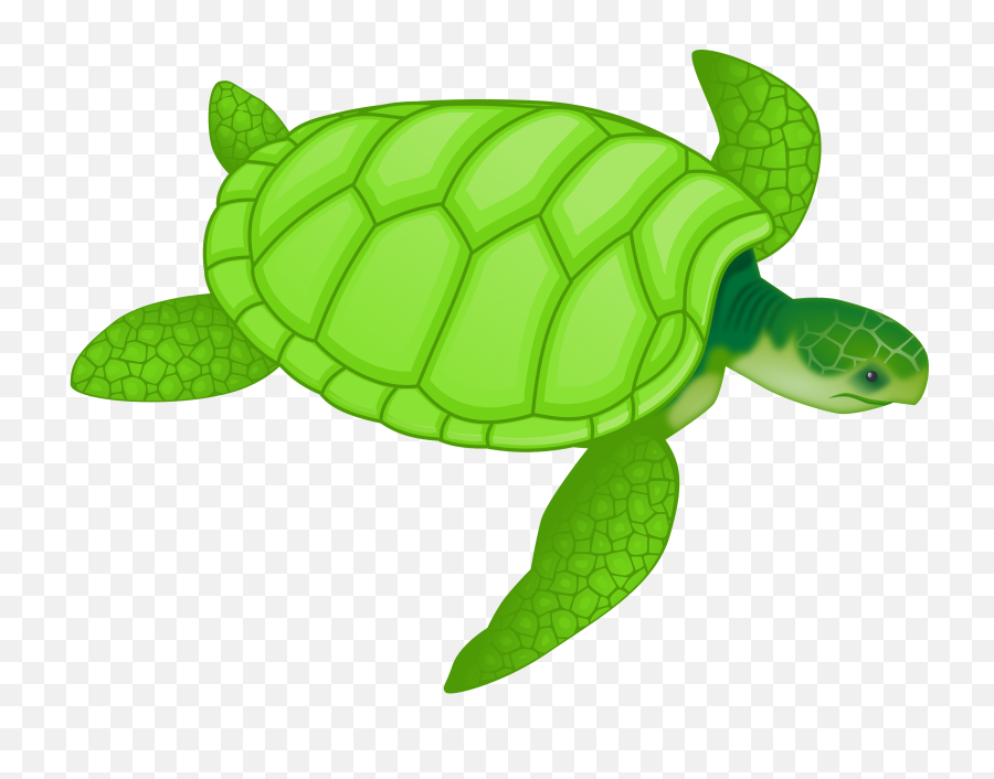 Marine Animals Download Free Clipart Wit 1055834 - Png Turtle Clipart,Ocean Transparent Background