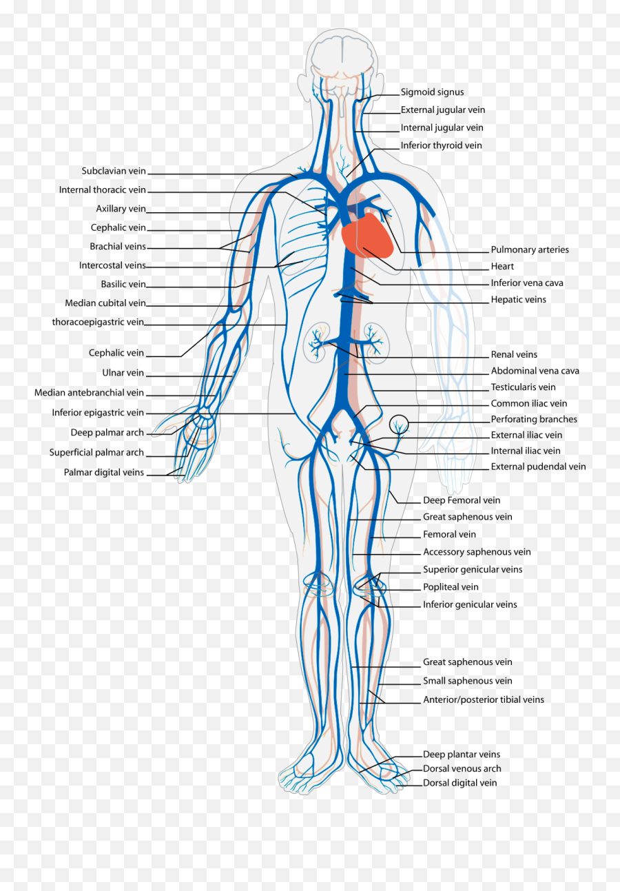 Vein - Wikipedia Sistema Circulatório Corpo Humano Png,Blood Cut Png